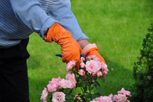 A gardener wearing orange gloves and a grey sweater is seen tending to a flower bed in a well-maintained garden. The foreground features a cluster of pink roses in full bloom, with delicate petals and lush green leaves. Behind the roses, there is a neatly mown lawn with vibrant green grass, bordered by a hedge and a paved pathway. In the background, a variety of shrubs and small trees add structure and natural beauty to the outdoor space, which appears to be part of a landscaped front or back garden in Teddington. The scene is set on a bright, clear day, with natural outdoor lighting highlighting the vivid colours and healthy foliage, fitting for a professional gardening service focused on lawn care and garden maintenance in the Teddington area. Lawn Mowing Teddington's expertise is reflected in the orderly and inviting appearance of the garden environment depicted.